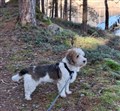 20250504 OZZY 5 ÅR.jpg