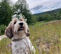 20250620 Midsommarfin Lycka.jpg