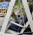 20250804 Zvinto i hammock.jpg