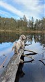 Luna 2 år.jpg