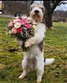 Rufus 2 år.jpg